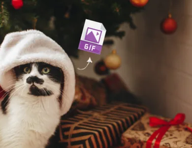 cat using a gif
